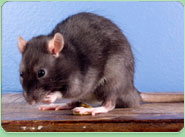 rat control Congleton
